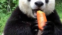 The daily life of pandas 🐼(85)   #Panda #Lovely