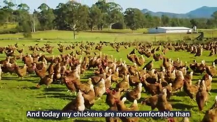 How To Raising Millions of Free Range Chicken For Eggs and Meat - Chicken Farming - Meat Factory