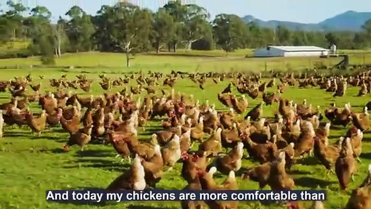 How To Raising Millions of Free Range Chicken For Eggs and Meat - Chicken Farming - Meat Factory