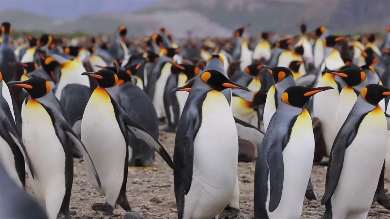 Farm Animal Sounds Compilation: Cow, Dog, Elephant, Cat, Horse, Sheep, Buffalo & More | Animal Video