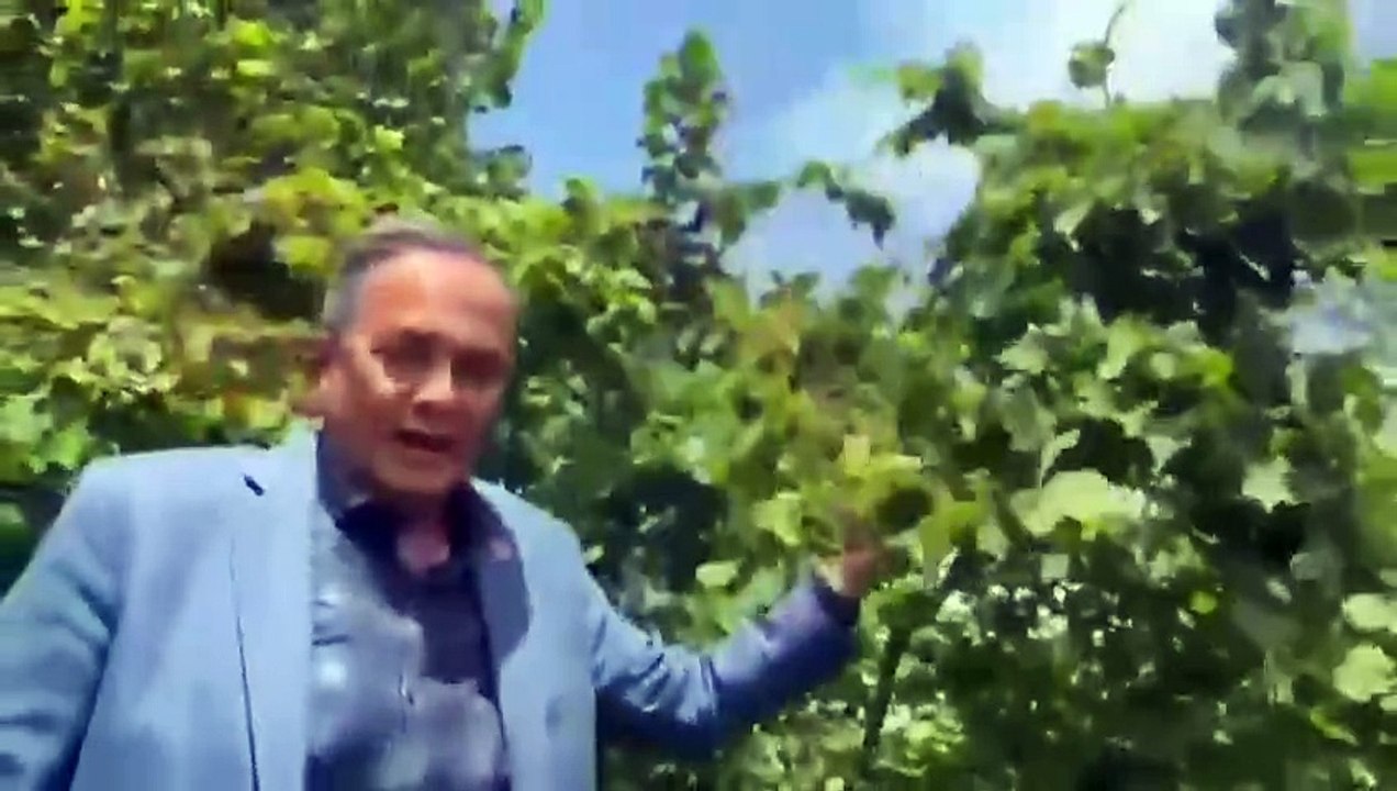 CHP'li Torun'dan Zirai Don Tepkisi