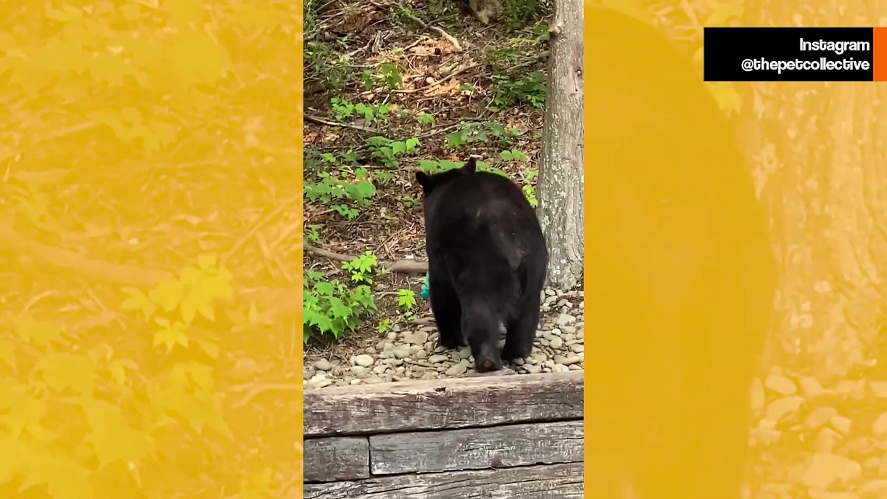 Vaikuttava video: karhut levittävät kauhua naapurustossa