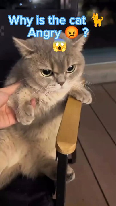 What made this cat angry? #cats #catshorts #catvideo #cutebaby #cutecat