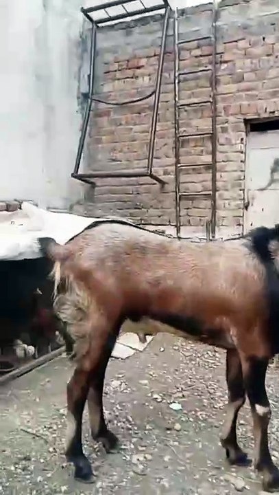 Healthy Nagrah Goat/Rawalpindi/Symbol of Beauty