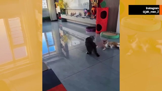 Hulvaton video näyttää, miltä näyttäisi showpaini, jos pääosassa olisivat kissat