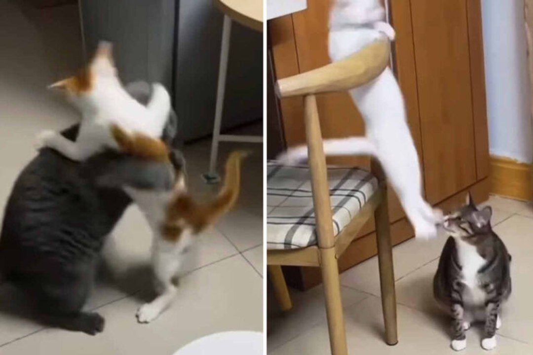 Lustiges Video zeigt, wie Wrestling mit Katzen aussehen würde