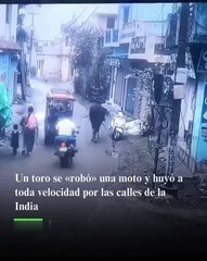 Un toro robó una moto y huyó a gran velocidad por las calles de la India