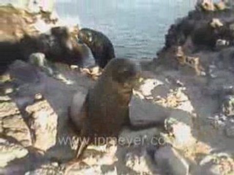 Galapagos Islands travel: Bull Sea Lion makes his way up