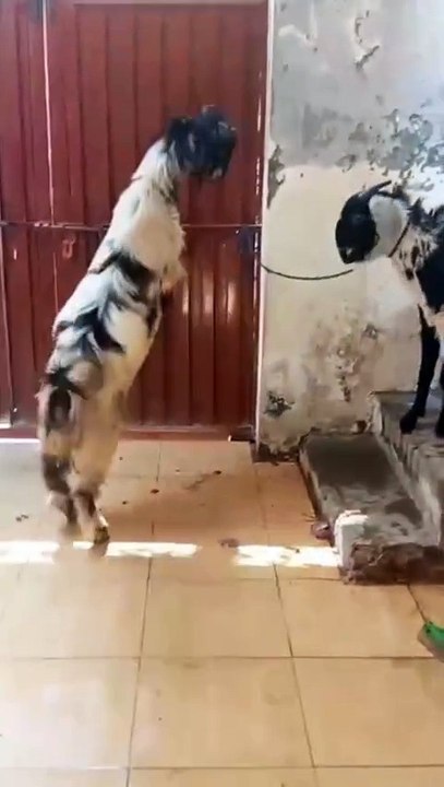 Fascinating Scene of Fight and Affection Between Two Goats