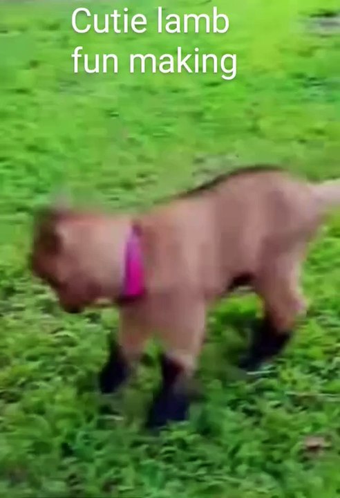 Jumping lamb in fun, #funny, #jumping, #enjoying