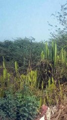 Cactus plant reels video in tamil for shorts video in shorts feed