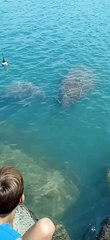 Dois peixes-bois são avistados na Praia de Iracema neste sábado, 10