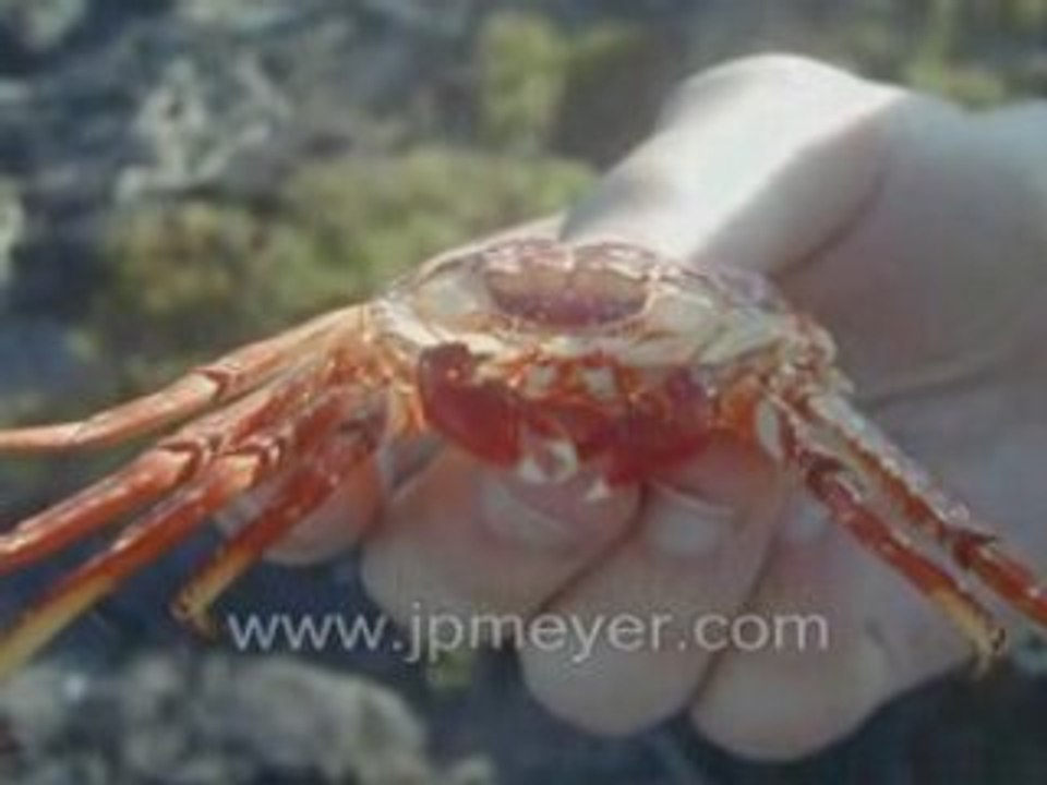 Galapagos Islands travel: John's slideshow of South Plaza