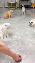 cats are in playing mood🐱🐱🐱