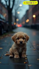 From Abandoned to Beloved The Heartwarming Journey of Max the Puppy 🐾❤️