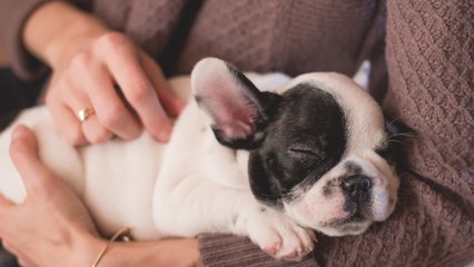 Half of Gen Z see their pets as actual children