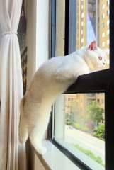 cute animals video 😼❤️#cat #cute #short