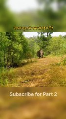 जंगली सूअर से बच्चे तो गड्ढे में गिरे 😨