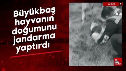 Düzce'de büyükbaş hayvanın doğumunu jandarma yaptırdı