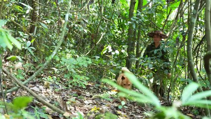EP.461 - Cachorro Perdido Faça uma Rede de Sobrevivência Esperando Seu Retorno