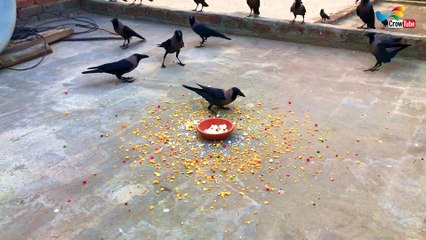 Crow Sounds | Talking Crow | Crow Calling For Foods, P-14