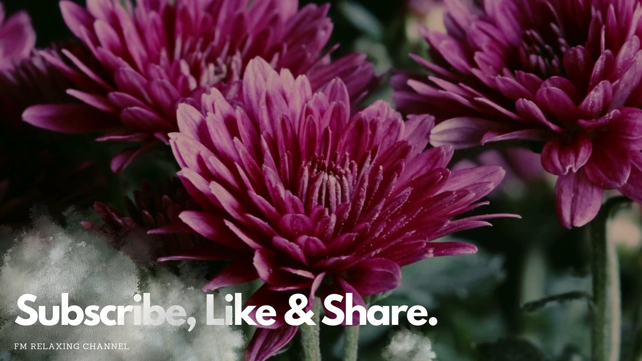 Piano Relaxing Music 🍀 Study Piano Music 🍀 Piano For Stress Relief 🍀 Music For Studying