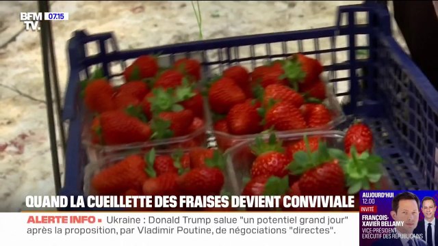 Quand la cueillette des fraises devient conviviale