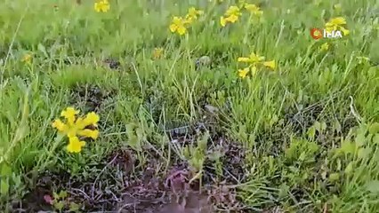 Süphan Dağı'nın eteklerinde huzurun adresi