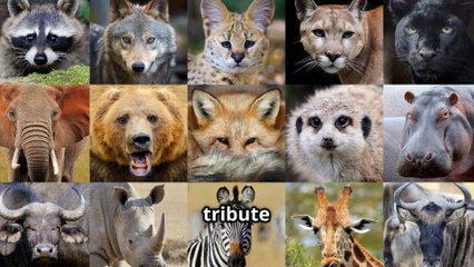 Amazing Animal Moms ! - Nature's Best Caretakers !