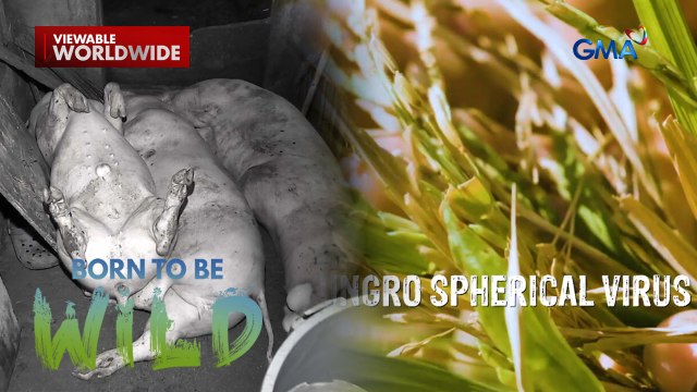 Problema sa agrikultura ng Virac, Catanduanes, alamin! | Born to be Wild