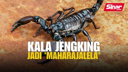 Kala jengking jadi 'maharajalela'