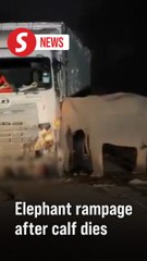 Mother elephant goes on rampage after lorry fatally hits calf on East-West Highway