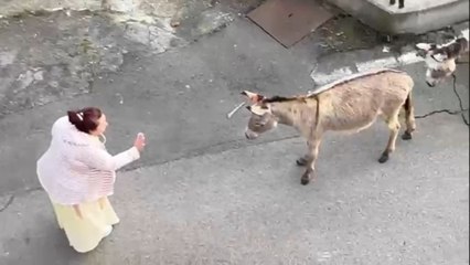 Asini in fuga sulla provinciale: l'automobilista parla con loro e li ferma