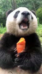 The daily life of pandas 🐼(88)   #Panda #Lovely