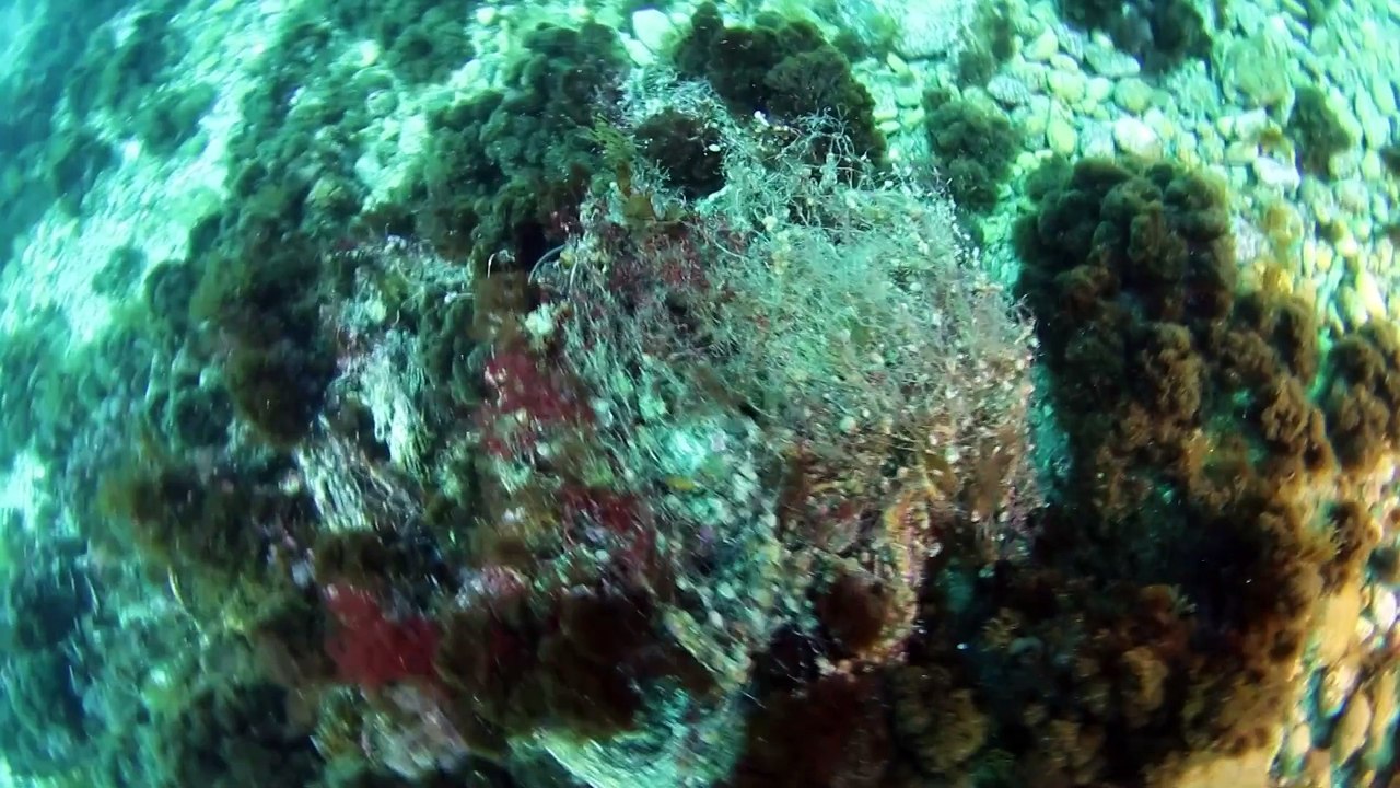 Capo Peloro e reti vietate, ancora mostri sui fondali