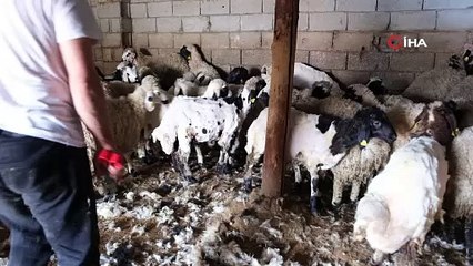 Erzincan’da kuzu kırkım sezonu başladı