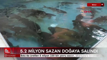 Bolu’da üretilen 5 milyon 230 bin yavru sazan, akarsulara bırakıldı