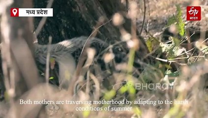 वीरा और निर्वा ने अपने बच्चों पर लुटाई ममता, अठखेलियों ने चुराया दिल, कूनो में मना मदर्स डे