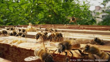 Miel de Paris: Honey from the rooftops