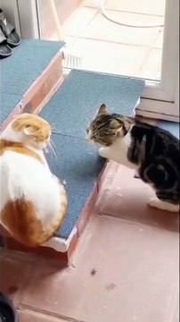 Cats funny videos 🤣 new viral cats funny videos 😂📸 cats lover 😎#cats #animals #shorts #shortvideos #viralvideos #funnyvideos #comedy viralshorts #