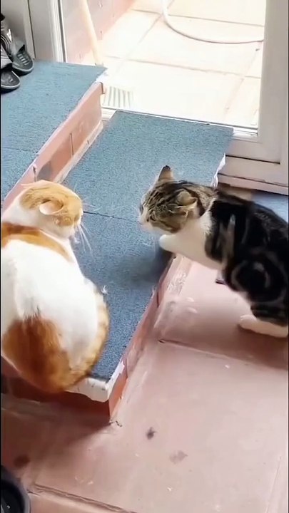 Cats funny videos 🤣 new viral cats funny videos 😂📸 cats lover 😎#cats #animals #shorts #shortvideos #viralvideos #funnyvideos #comedy viralshorts #