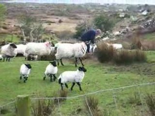 Moutons à Roundstone