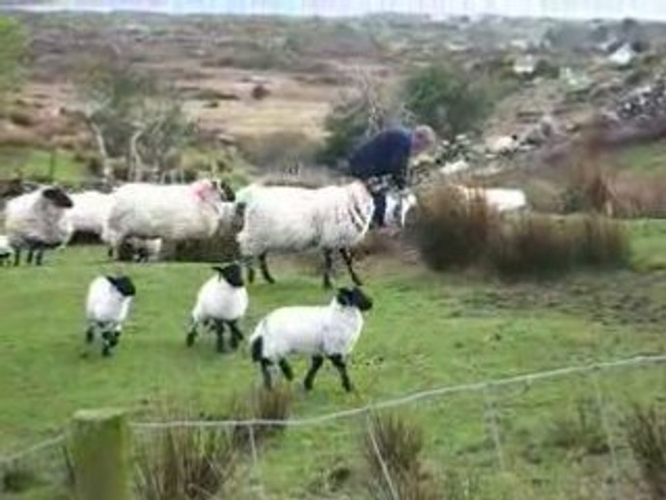 Moutons à Roundstone