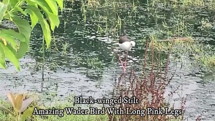 Black-winged Stilt | Amazing Wader Bird With Long Pink Legs