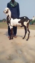 0311-6070795 Beetal Goat with Impressive Height