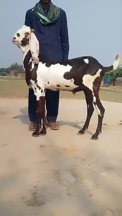 0311-6070795 Beetal Goat with Impressive Height