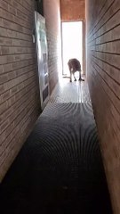 Kangaroo looking creepy in Australia 🇦🇺