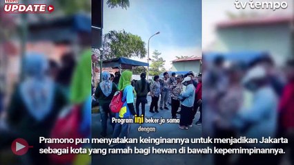 Sterilisasi dan Overpopulasi Kucing Liar di Jakarta