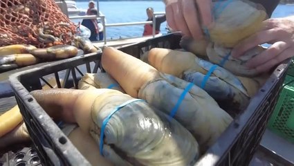 These American giant ‘geoduck’ clams are a Chinese delicacy. Trump’s tariff war could stop that