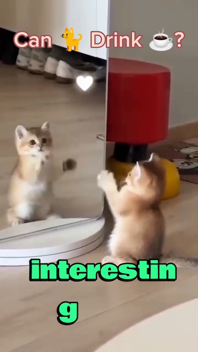 Can Cats Drink Coffee? #cat #catshorts #cutebaby #cutecat